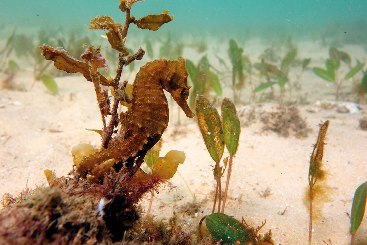 Biodiversidade mais próxima do que você pensa.: CAVALO MARINHO