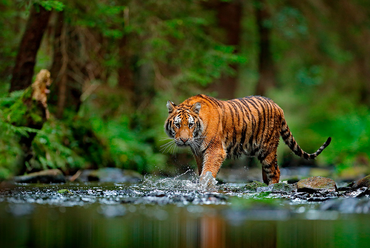 O tigre siberiano, veloz caçador em perigo de extinção