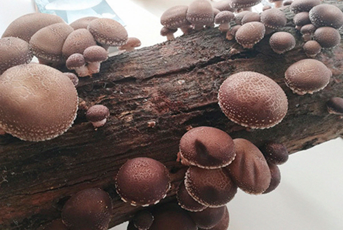 Tronco produtor de cogumelos Shiitake. Colete seus cogumelos em casa —  Plantamus Nursery online