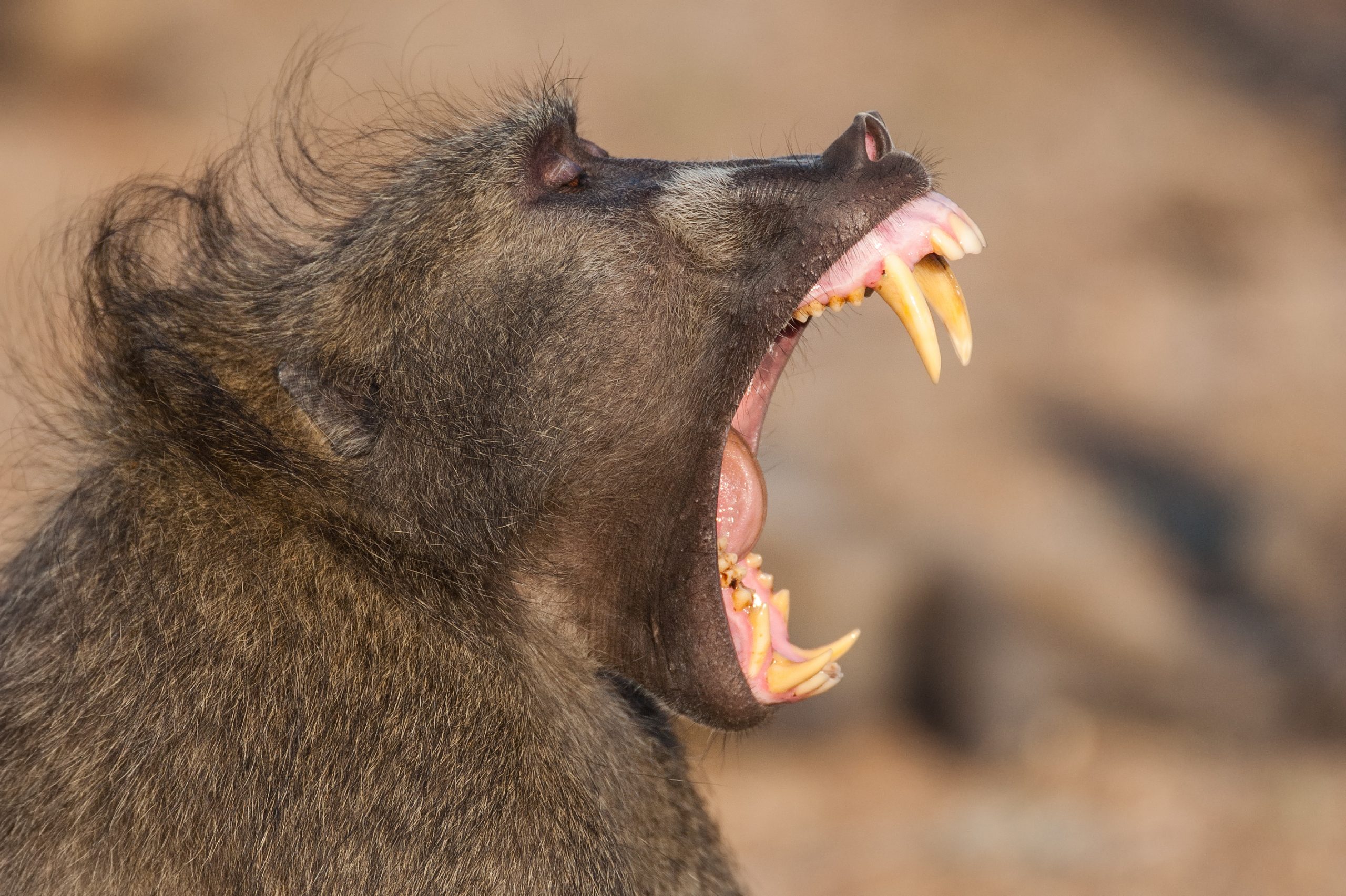 A,Large,Male,Baboon,Showing,Off,His,Impressive,Teeth,And