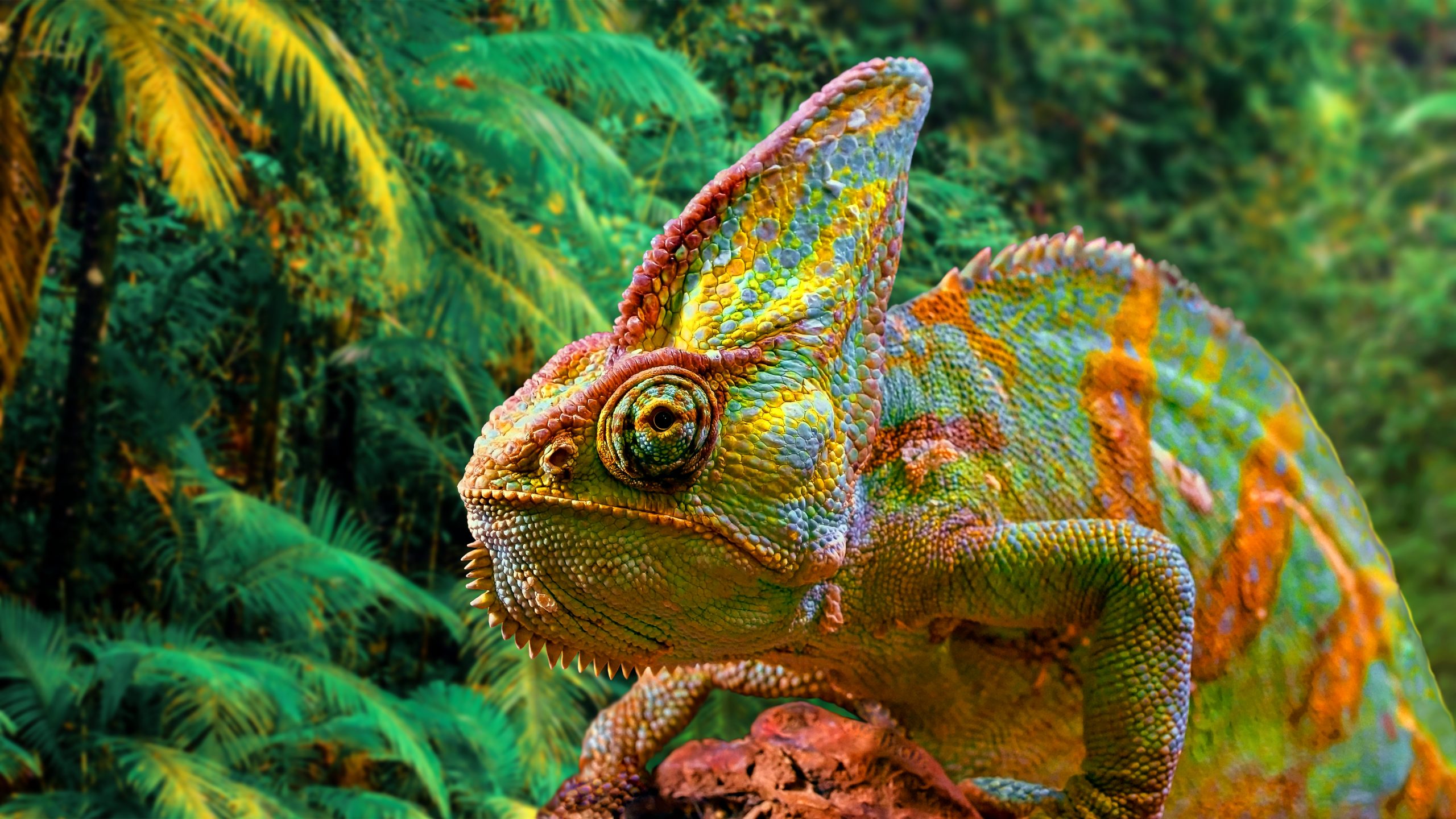 A,Colorful,Close-up,Chameleon,With,A,High,Crest,On,Its