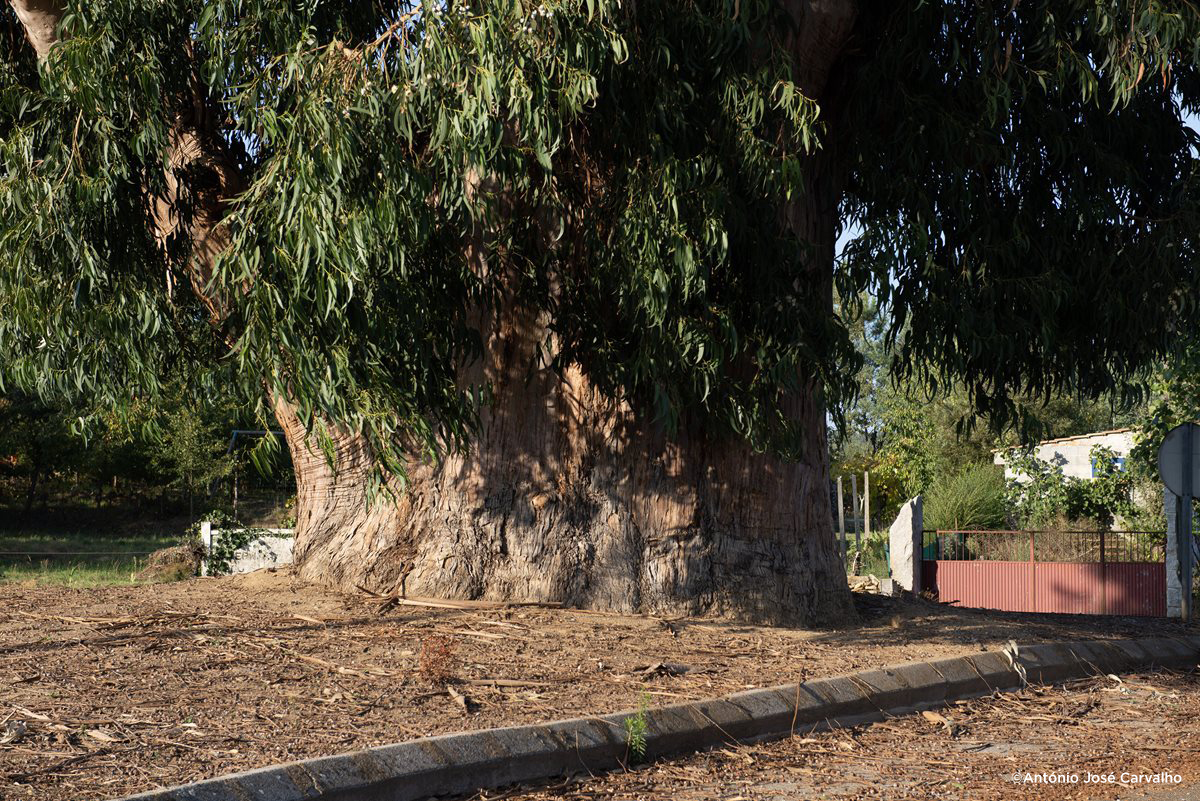 árvore eucalipto